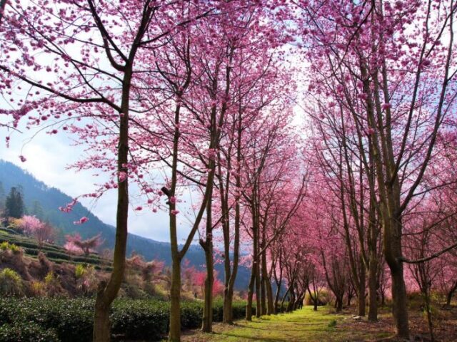 Ah eu adoro a primavera as flores são tão lindas