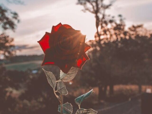 A flor e o beijo flor