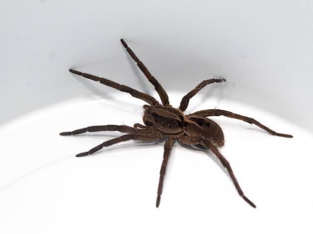 Aranhas