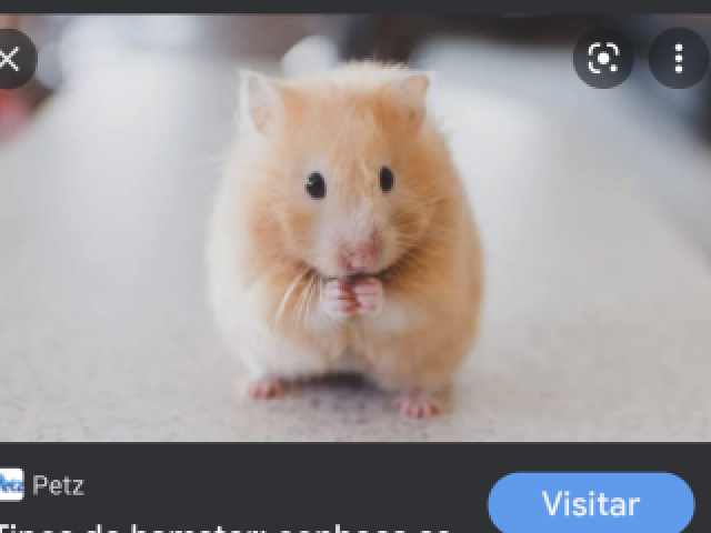 Hamster