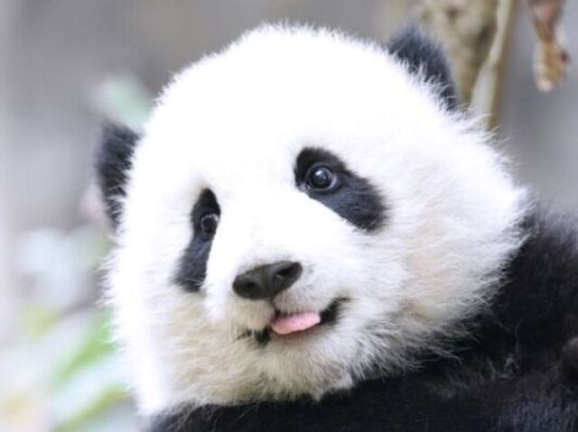 panda