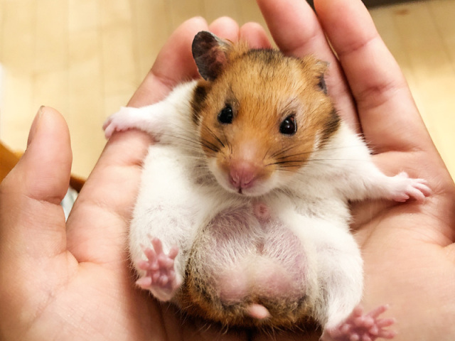 hamster