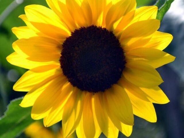 girasol