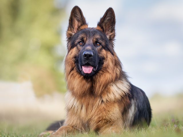 Cão Pastor