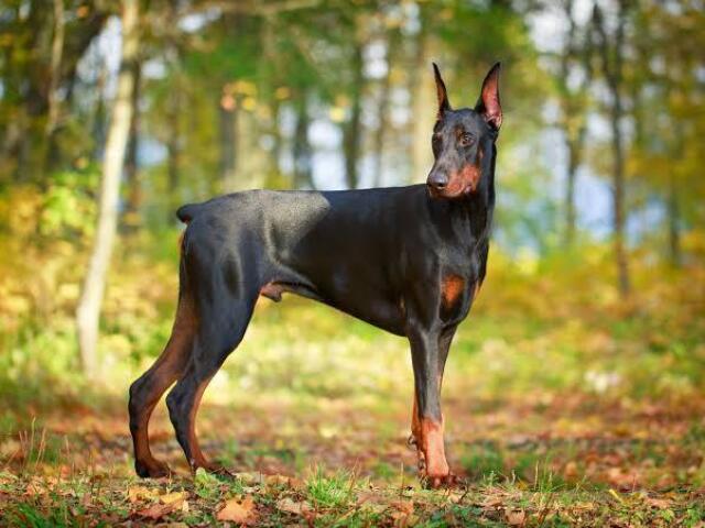 Cão de Guarda