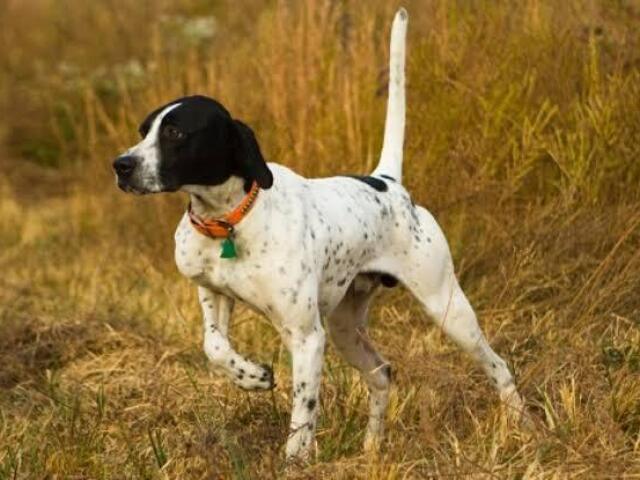 Cão de Caça