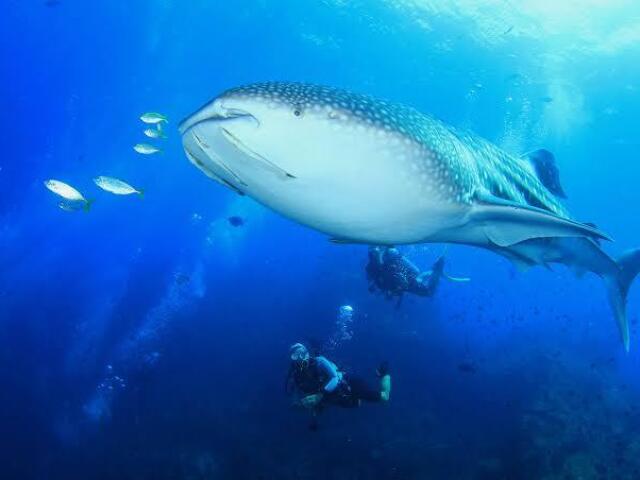 Nadar com animais marinhos