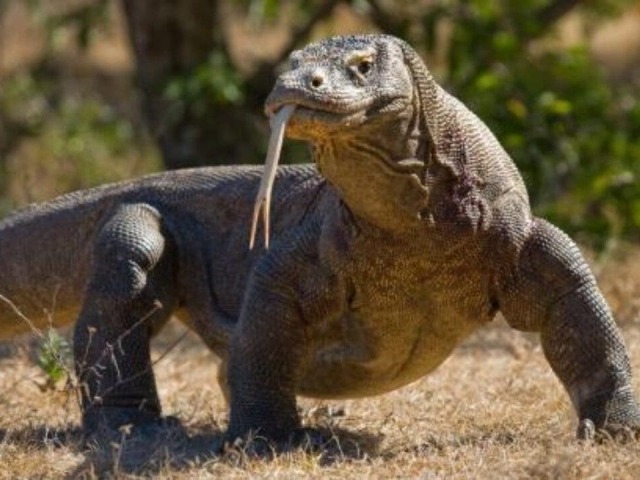 dragão de komodo