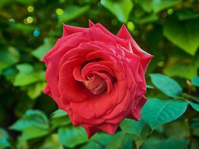 uma rosa