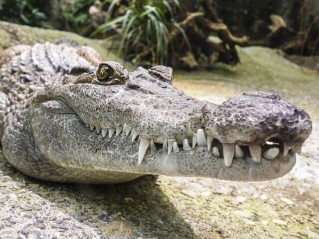 Crocodilo