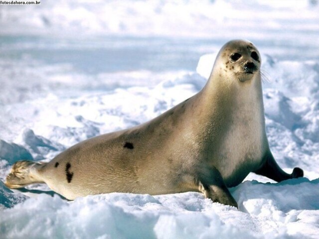 Foca