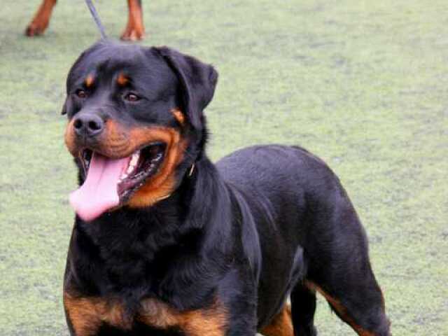 Rottweiler