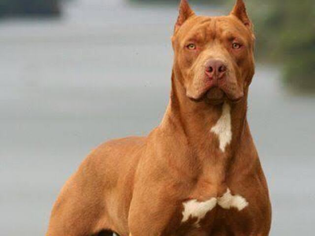 American pitbull Terrier