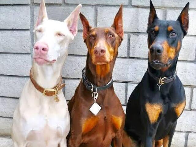 Doberman