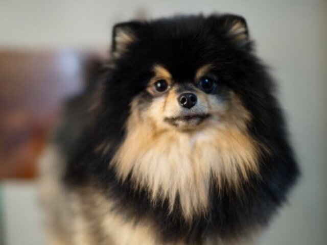 Yeontan