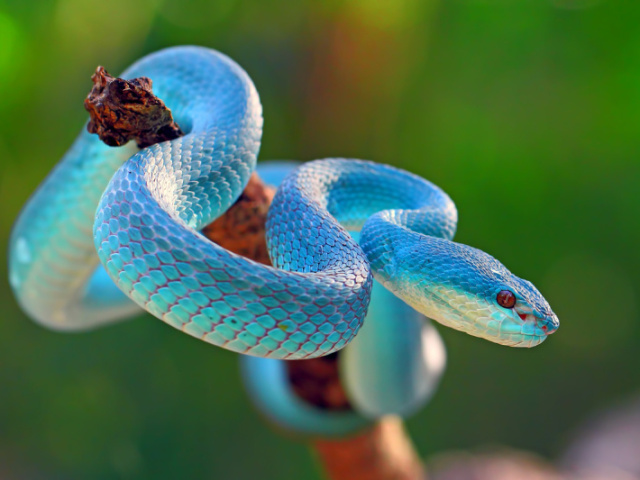 Animais diferentes como um lagarto gigante uma cobra ou até mesmo um lobo !