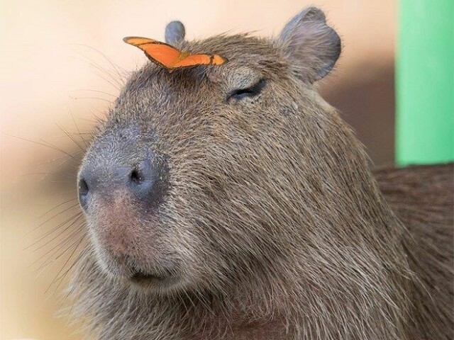 Capivara