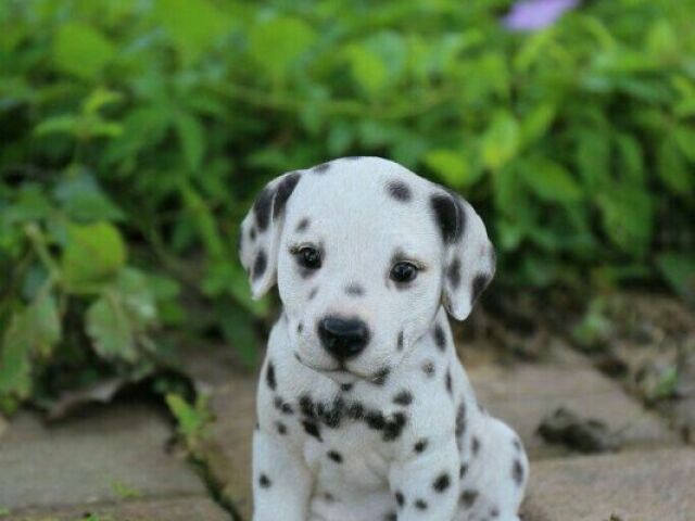 dalmata