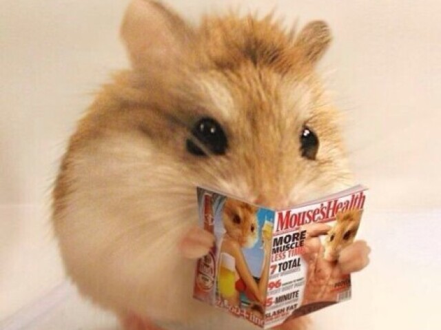 Hamster