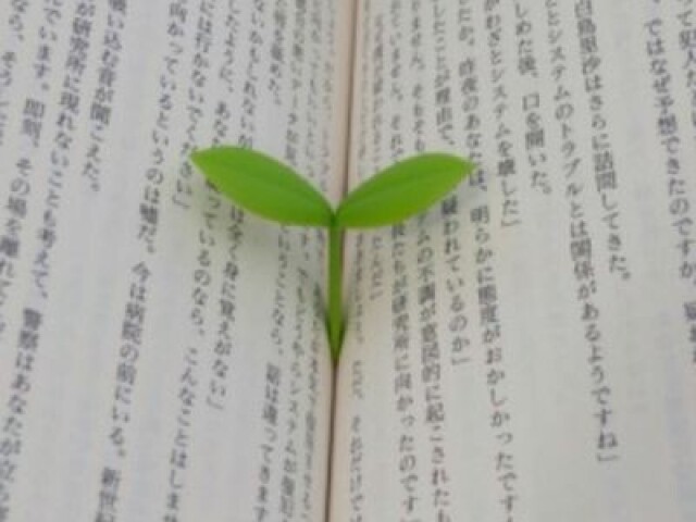 ꒰🌱—☆aesthetic