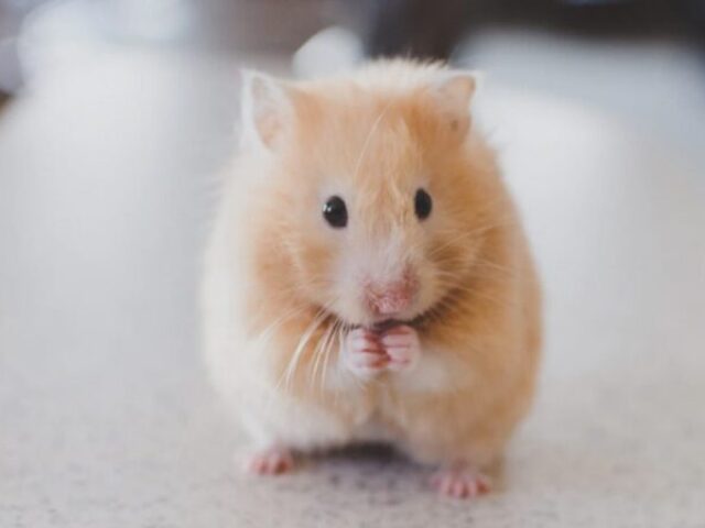 hamster