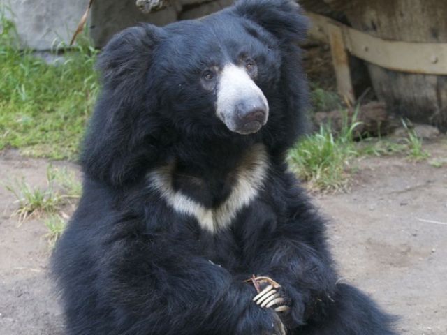 Urso preguiça ou urso beiçudo