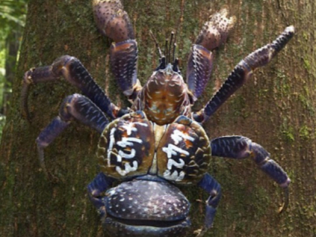 Caranguejo dos coqueiros