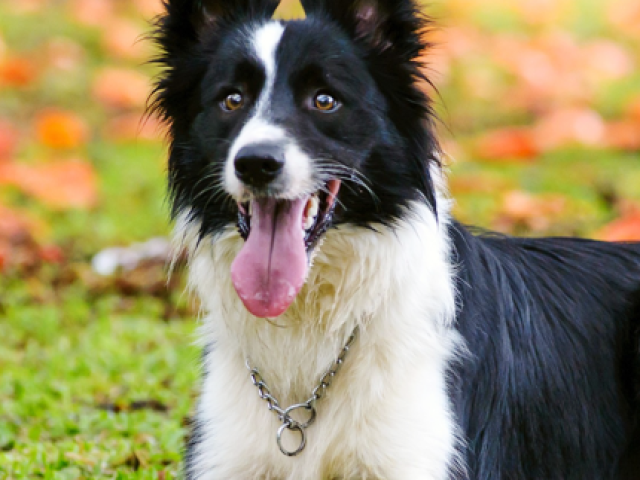 Border Collie