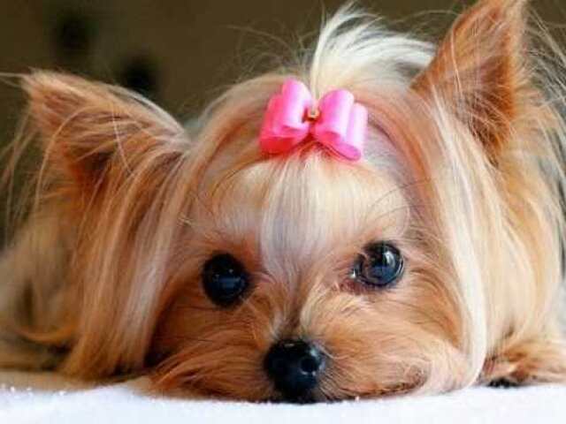 Acerte a raça de cachorro