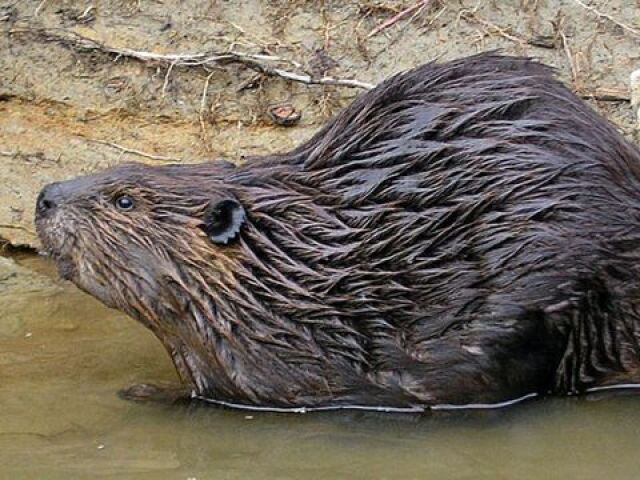 Castor Norte Americano