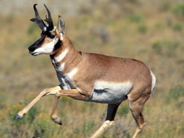 Antilocapra