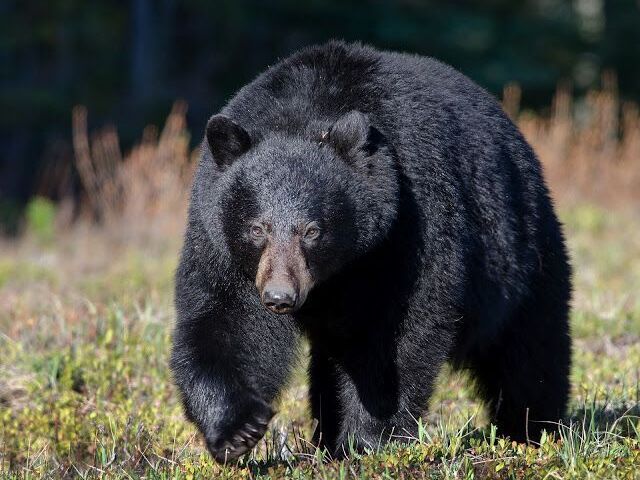 Urso negro Americano
