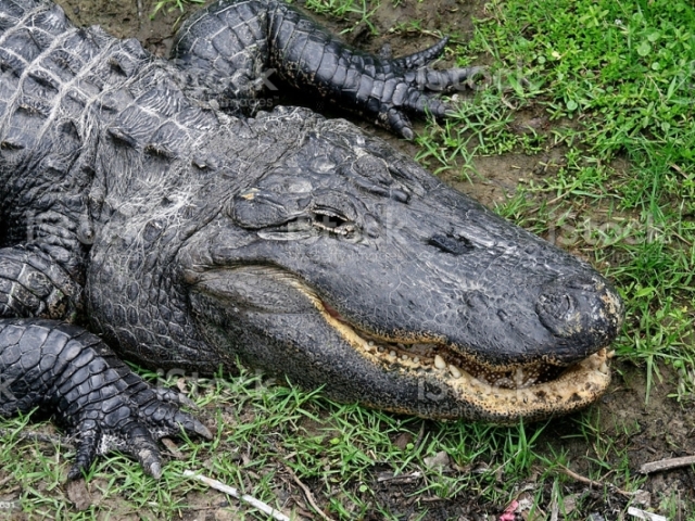 Alligator Americano