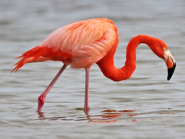 Flamingo Americano
