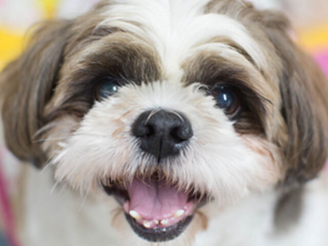 shih tzu (adoro )