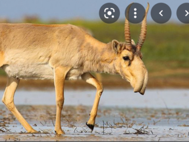 Saiga