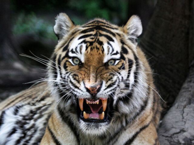 Tigre de Bengala