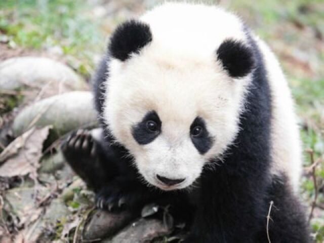 Panda gigante