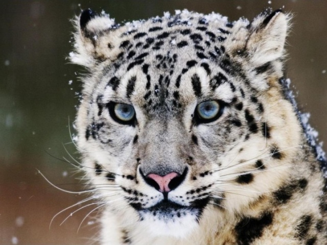 Leopardo das neves