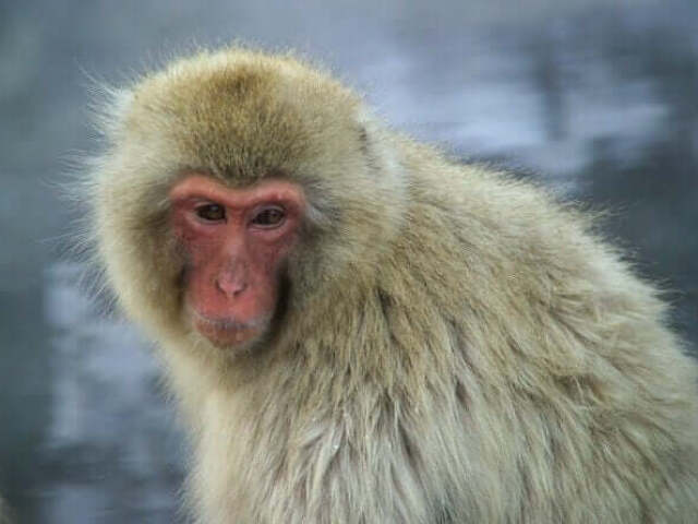 Macaco japonês