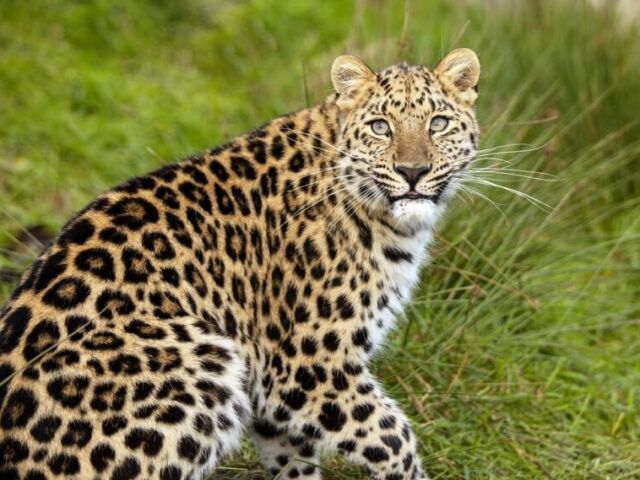 Leopardo-de-amúr