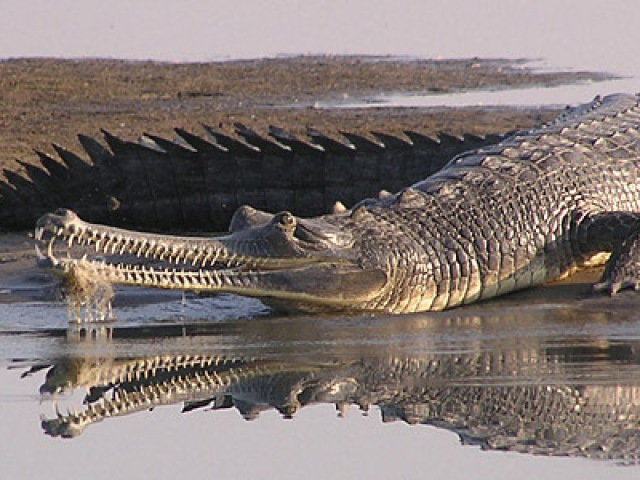 Gavial