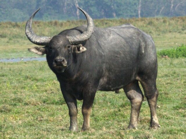 Búfalo da Água