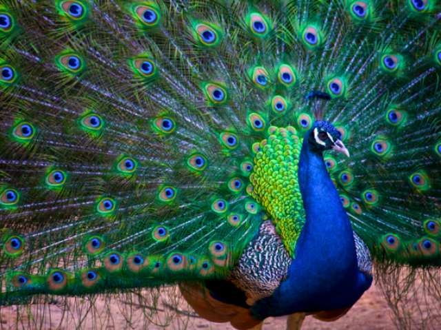 Pavão-indiano