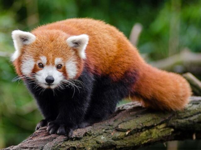 Panda-vermelho
