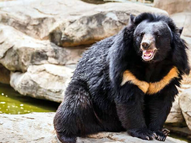 Urso-Negro-Asiático