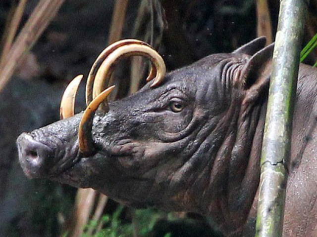 Babirusa