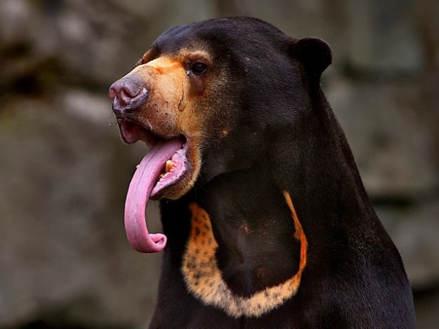 Urso do Sol