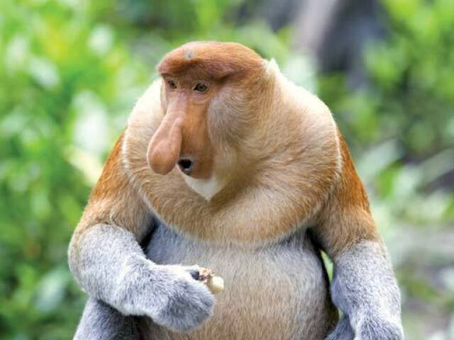 Macaco Narigudo