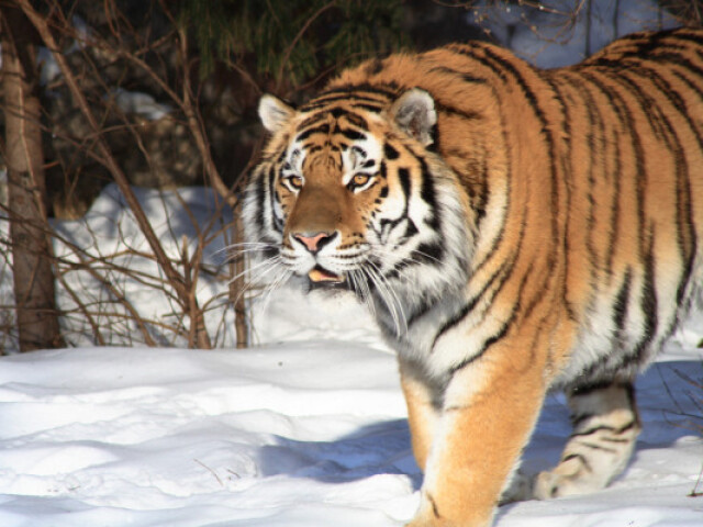 Tigre-Siberiano